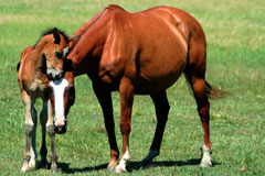 horse with foal