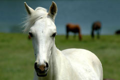 white horse