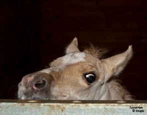 Carolina Equine Rescue & Assistance (CERA)