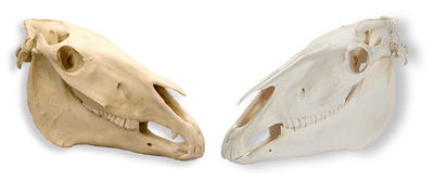 horse skulls
