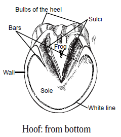 hoof