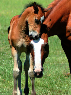 mare and foal