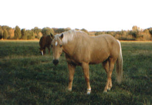 horses in field